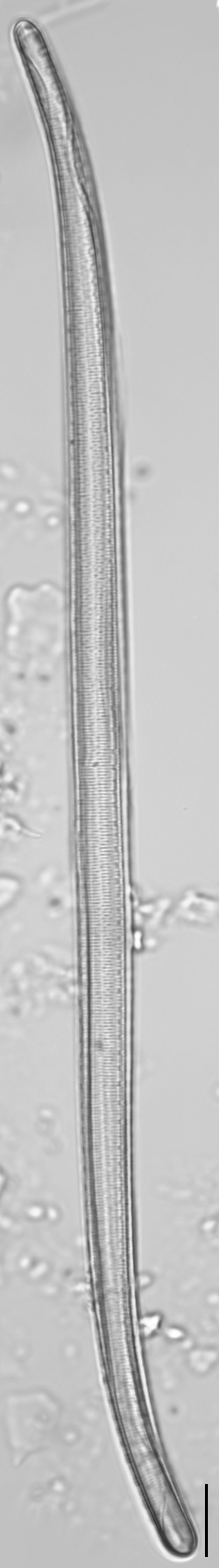 Iconella curvula LM6