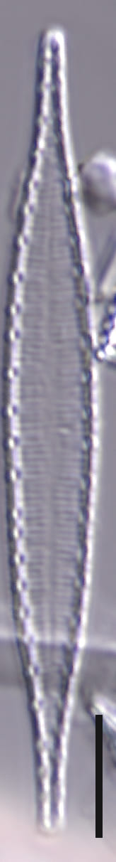 Iconella delicatissima Brant 1144 45 6