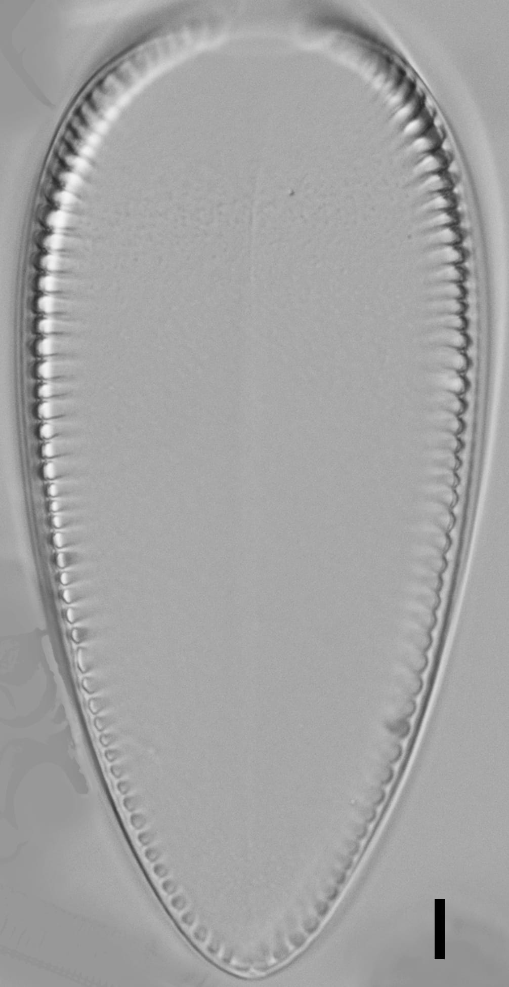 Iconella guatimalensis LM1