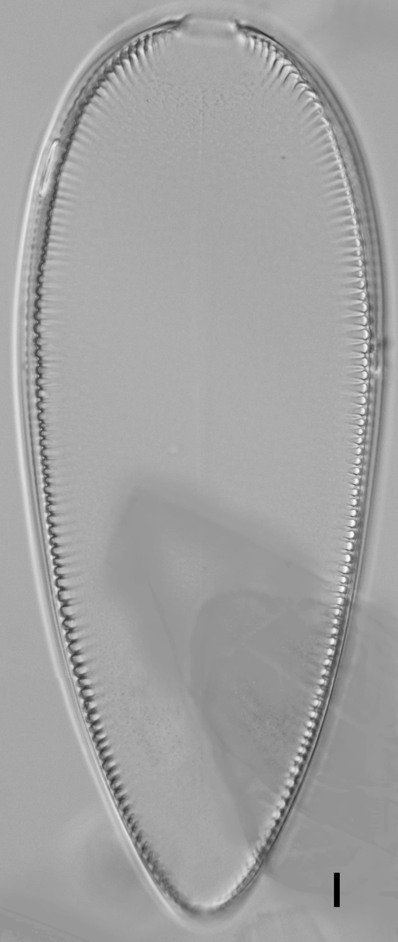 Iconella guatimalensis LM2