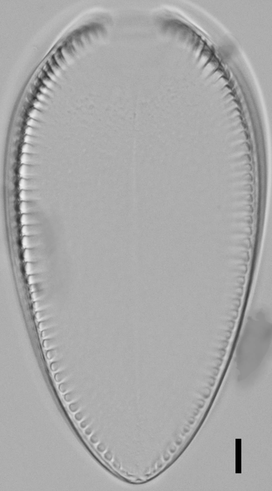 Iconella guatimalensis LM3