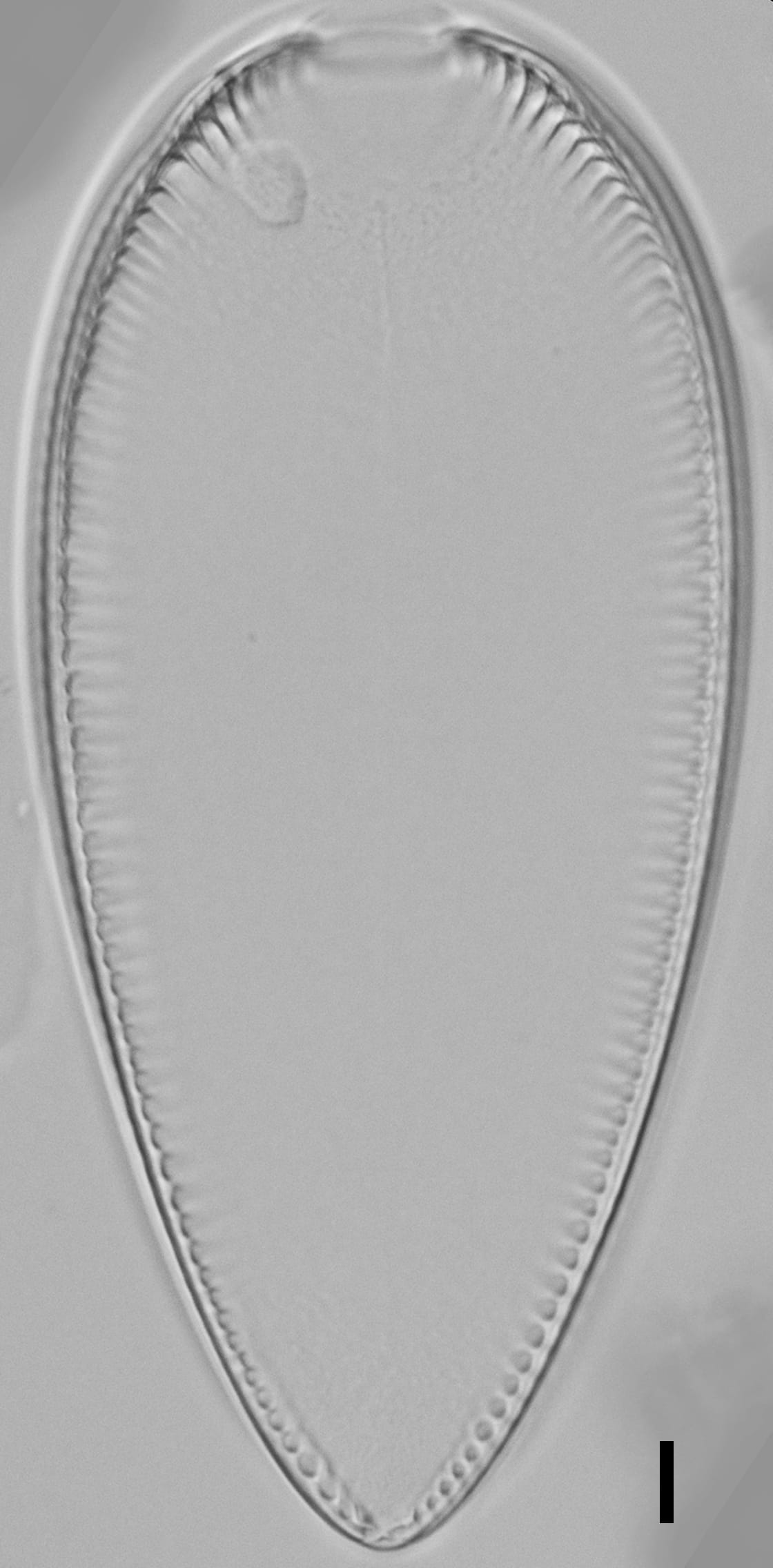 Iconella guatimalensis LM4