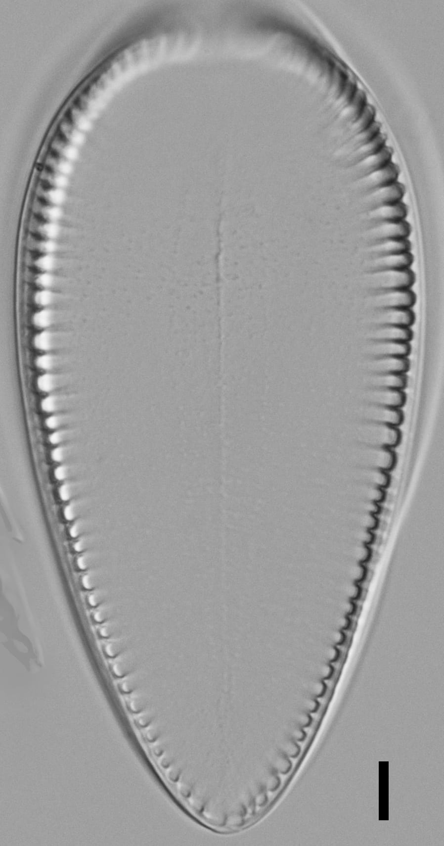 Iconella guatimalensis LM5