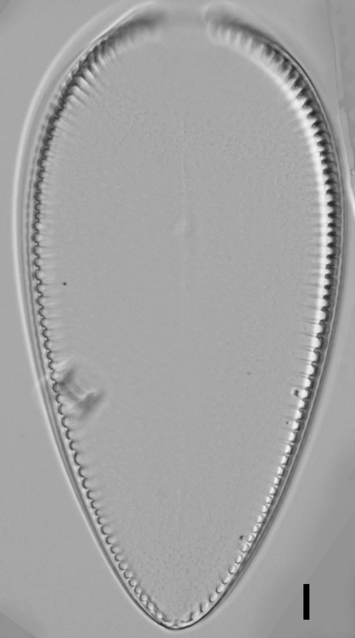 Iconella guatimalensis LM6