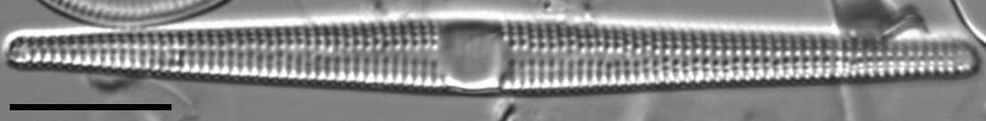 Jkj  Ctenophora 10858X795Modified