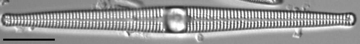 Jkj  Ctenophora 12357X886Modified