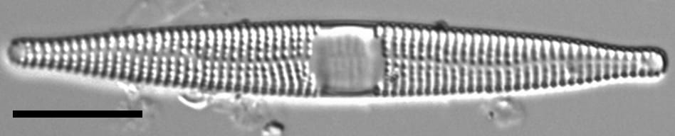 Jkj  Ctenophora 513X5