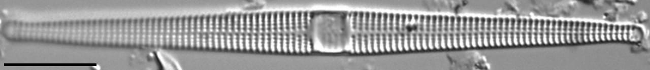 Jkj  Ctenophora 696X46Modified