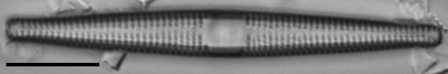 Jkj  Ctenophora 8456X776Modified