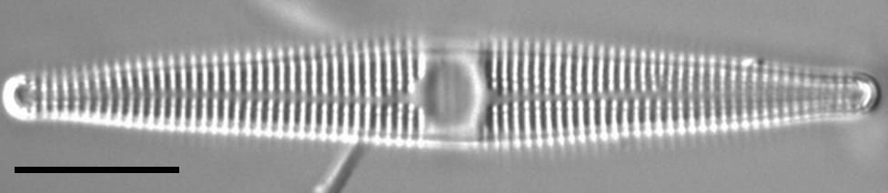 Jkj  Ctenophora 9545X979Modified