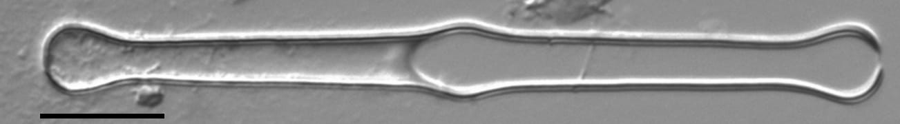 Kan  Girdle  Cropped