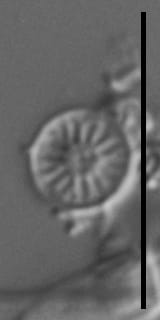 Discostella lacuskarluki LM6