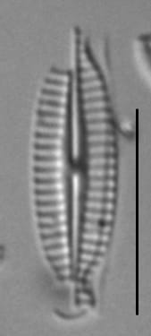 K Nitidiformis Holly29 10