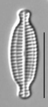 Karayevia Nitidiformis 3