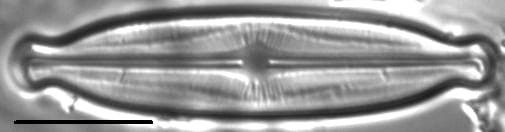 Kobayasiella okadae LM1