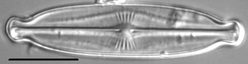 Kobayasiella okadae LM2