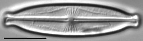 Kobayasiella okadae LM4