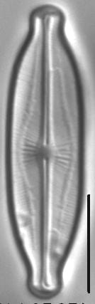 Kobayasiella okadae LM5