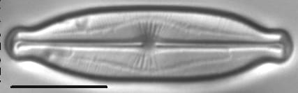 Kobayasiella okadae LM5