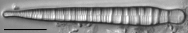 Kolsow Prairie Sample Edit