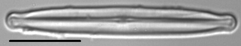 Kobayasiella parasubtilissima LM3