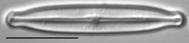 Kobayasiella parasubtilissima LM6