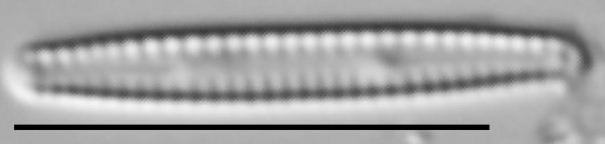 Krasskella Kriegeriana 14380 2