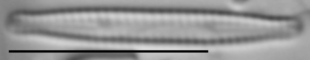 Krasskella Kriegeriana 14380 3