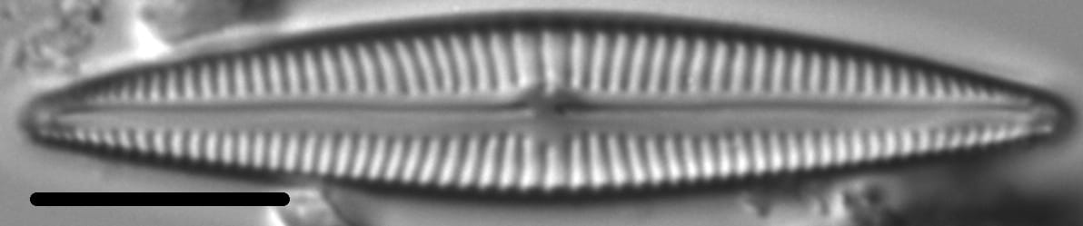 Kurtkrammeria weilandii LM1