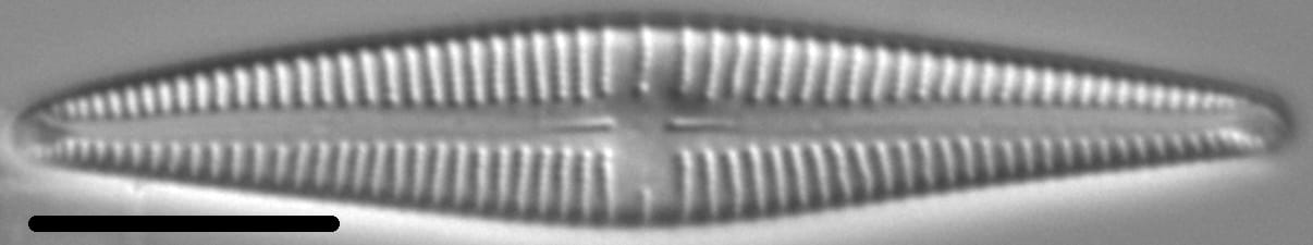 Kurtkrammeria weilandii LM3