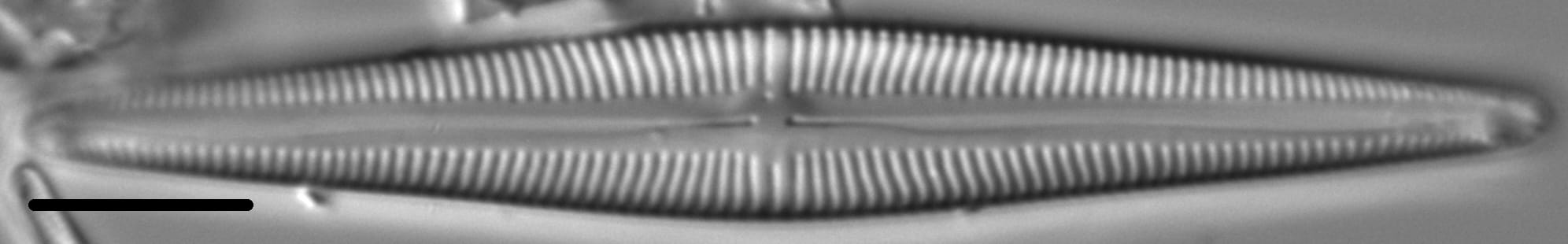 Kurtkrammeria weilandii LM4