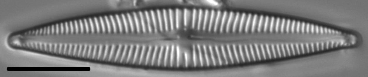 Kurtkrammeria weilandii LM6