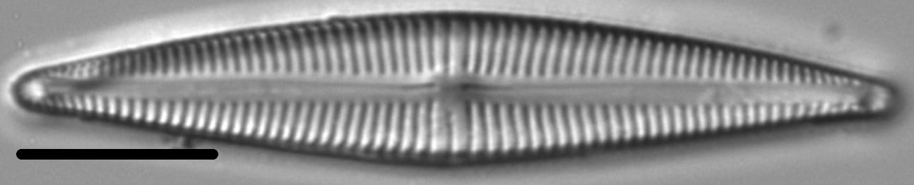  Kurtkrammeria weilandii LM7