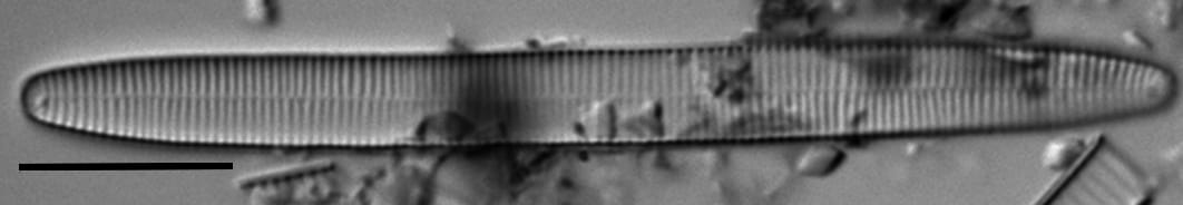 Fragilariforma nitzschioides LM3