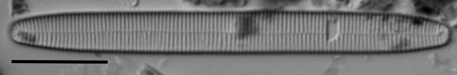 Fragilariforma nitzschioides LM4