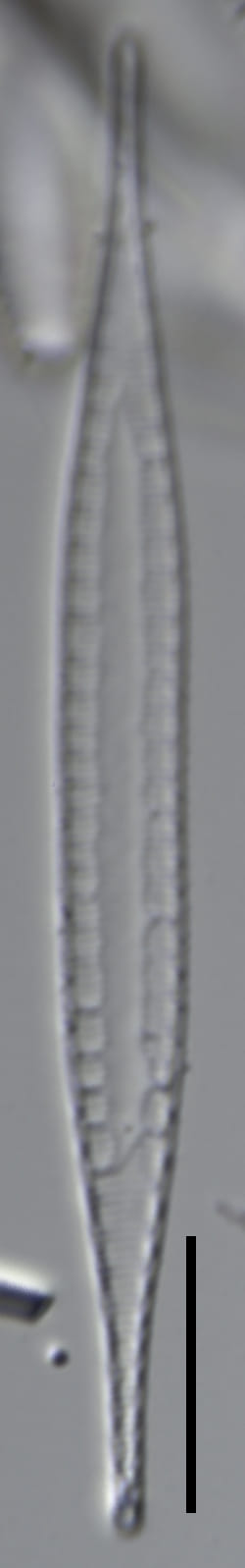 L B 57 1535 53 8 lgracilis