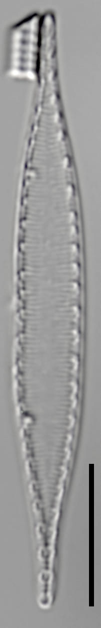 L16 63 1198 42 2 2 Igracilis