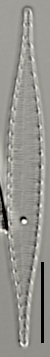 L16 63 1198 42 2 Igracilis