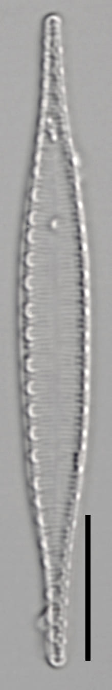 L16 63 1277 44 9 Igracilis