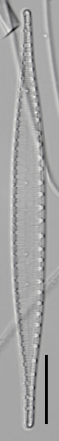 L16 63 1706 60 4 Igracilis