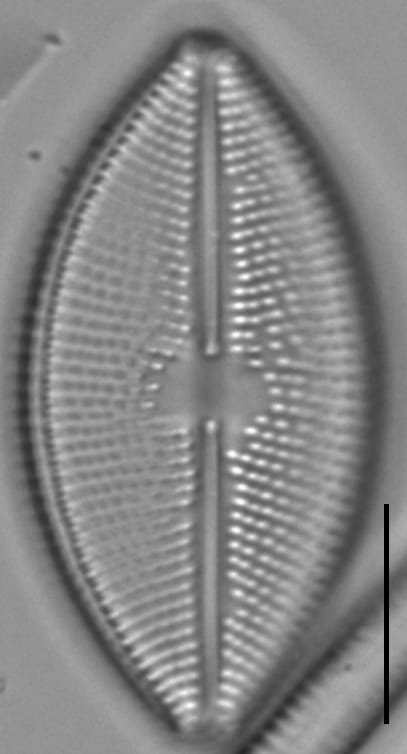 Lacustriella lacustris LM6