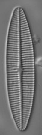 Lemnicola hungarica LM3