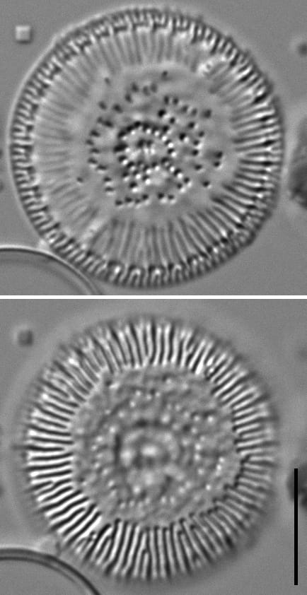 Lindavia eriensis LM4