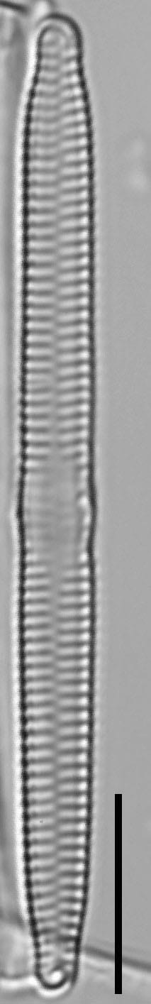 Fragilaria capucina LM3