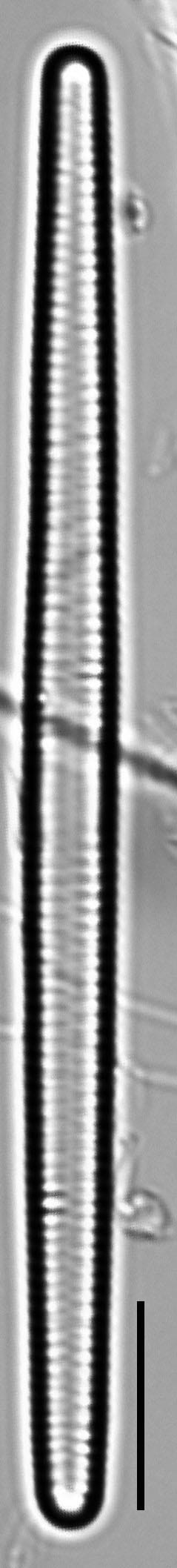 Fragilaria capucina LM6