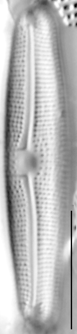 Frustulia creuzburgensis LM2