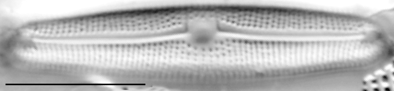 Frustulia creuzburgensis LM2