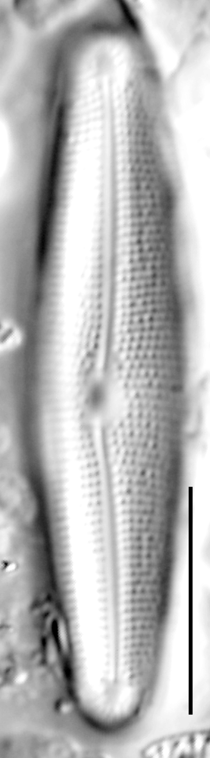 Frustulia creuzburgensis LM5