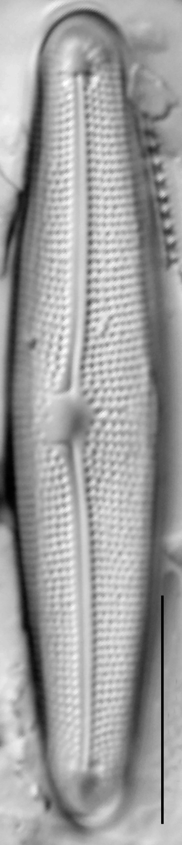 Frustulia creuzburgensis LM1