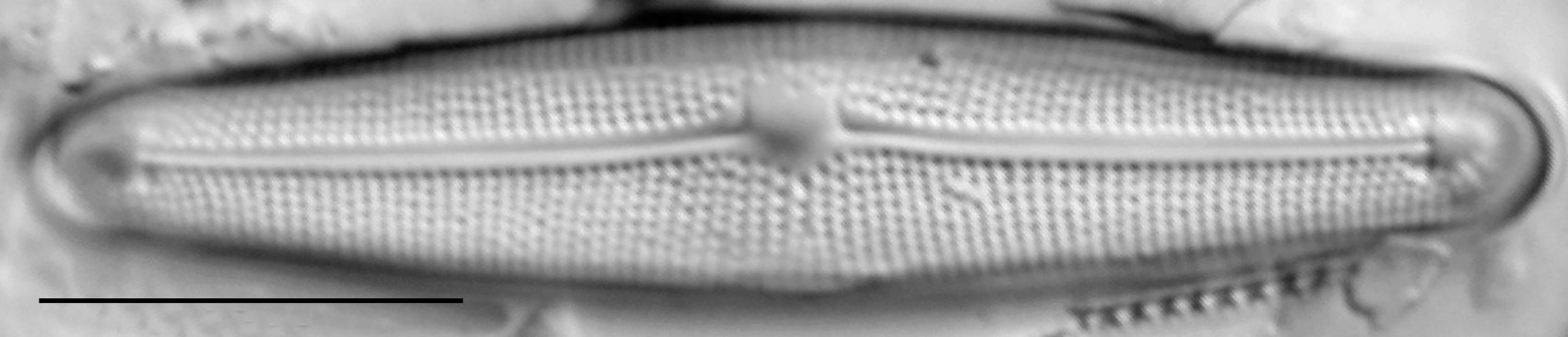 Frustulia creuzburgensis LM1